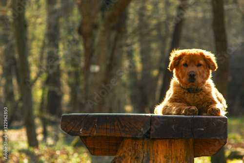 Photos cute dog
