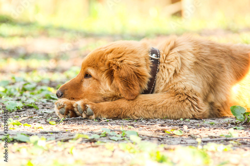 Canvas Print cute dog
