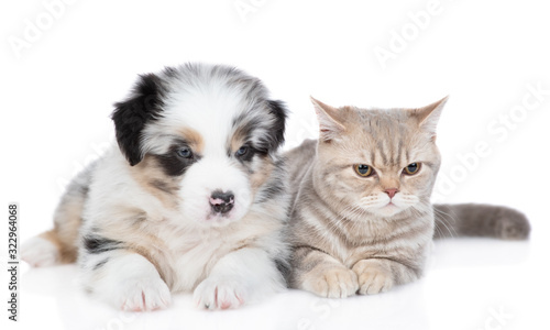 Adult british cat lies with Australian shepherd puppy together. isolated on white background