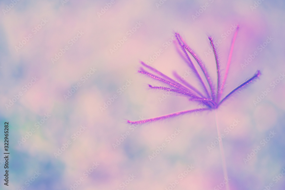 Soft focus pink grass flower blooming autumn ,spring ,nature wallpaper abstract nature background Soft focus pink grass flower blooming autumn ,spring ,nature wallpaper abstract nature background