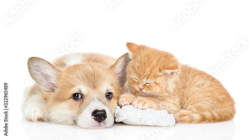 Pembroke welsh corgi puppy lies with sleepy tiny kitten. isolated on white background