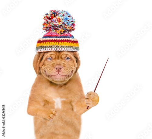 Smiling puppy wearing the warm hat holds a pointing stick and points away on empty space. isolated on white background © Ermolaev Alexandr