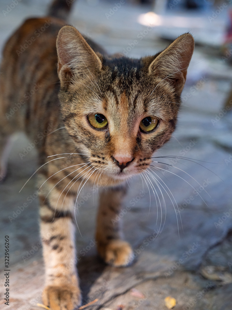 Domestic stray cats in Ephesus eastern Turkey Domestic stray cats in Ephesus eastern Turkey