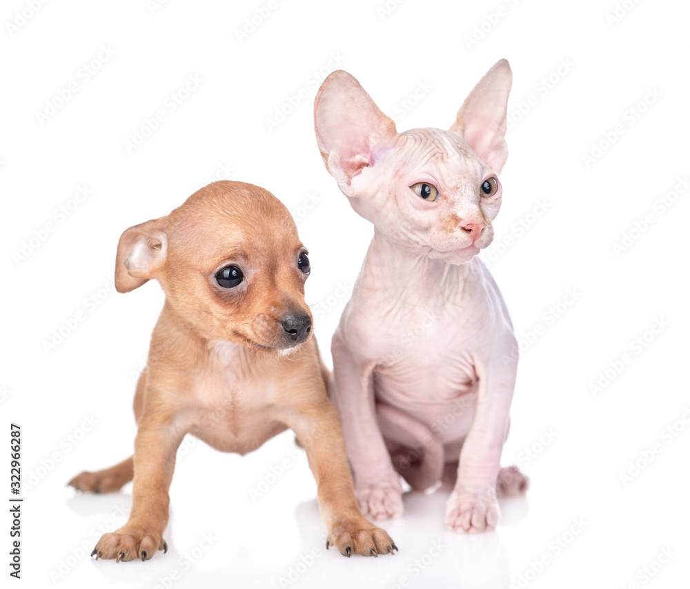 Tiny toy terrier puppy and sphynx kitten sit together and look away.  isolated on white background