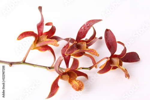 Pink orchids isolated on white background photo