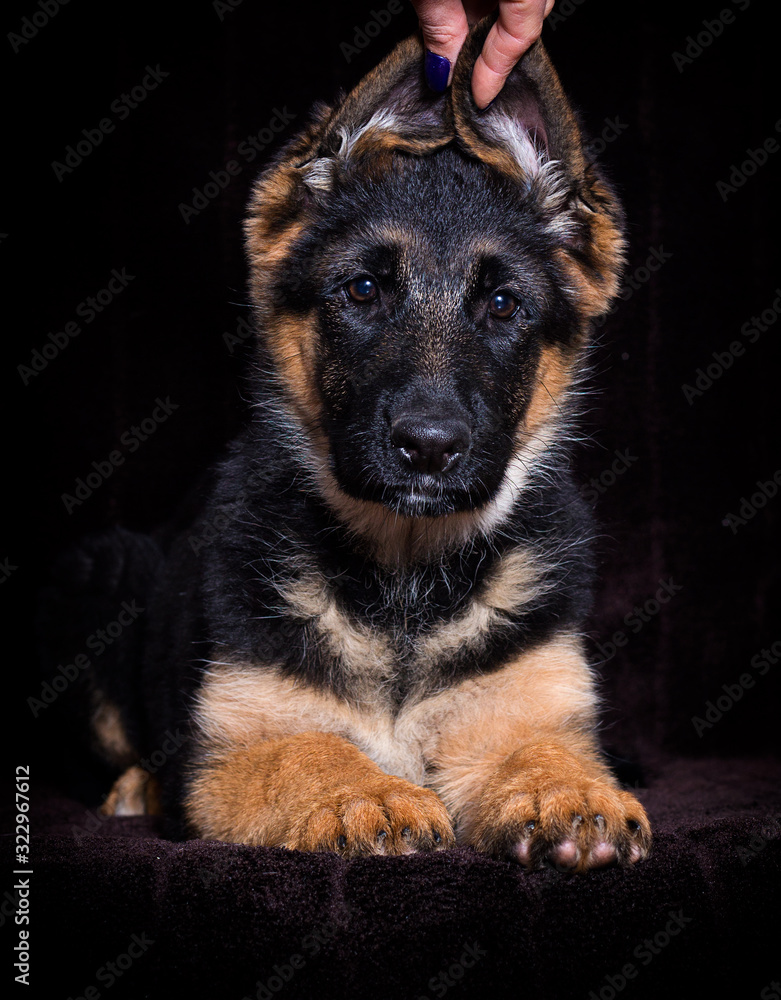 Shepherd puppy lies on a brown background