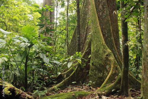 Fototapeta Naklejka Na Ścianę i Meble -  Forest interior, Venezuela. Tree trunks carry nutrients between the forest floor and the canopy. View of tropical jungle with tallest tree and buttressed roots in the Henri Pittier National Park 