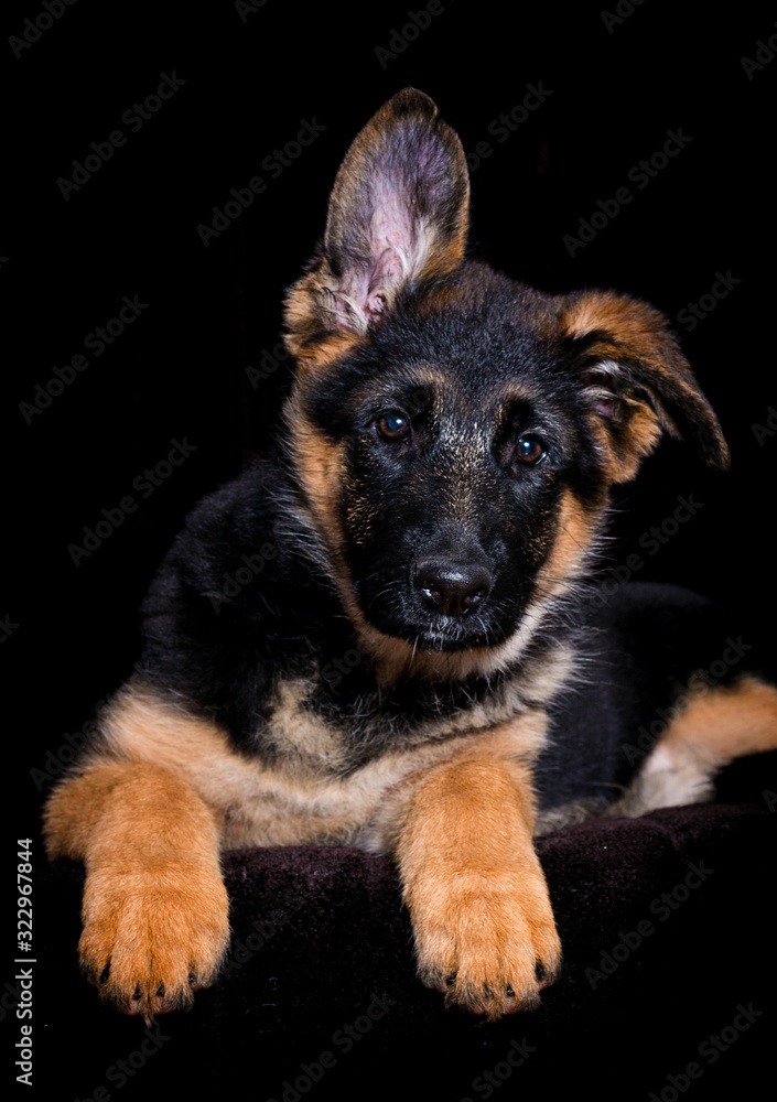 Fototapeta premium Shepherd puppy lies on a brown background