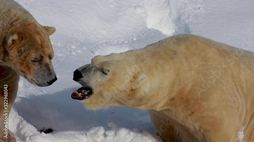 Polar bears, Ursus maritimus, portrait while walking/play fighting on thick fluffy snow during a sunny winters day.