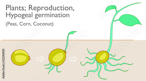 Hypogeal germination. Vegetative propagation stages. Examples plants,  Peas Corn Coconut growth, development reproductive system. Germination of plant seeds under the ground. Botanical draw Vector photo