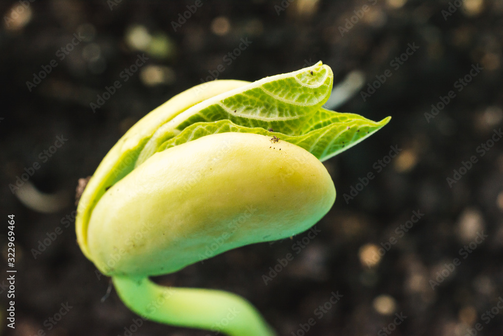 Obraz premium Green bean seedling is growing. Macro shot with shalow dof.