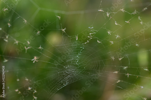Spiderweb © Felix Duart Studio
