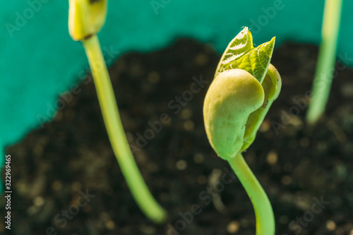 Green bean seedling is growing. Macro shot with shalow dof. photo