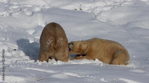 Polar bears, Ursus maritimus, portrait while walking/play fighting on thick fluffy snow during a sunny winters day.