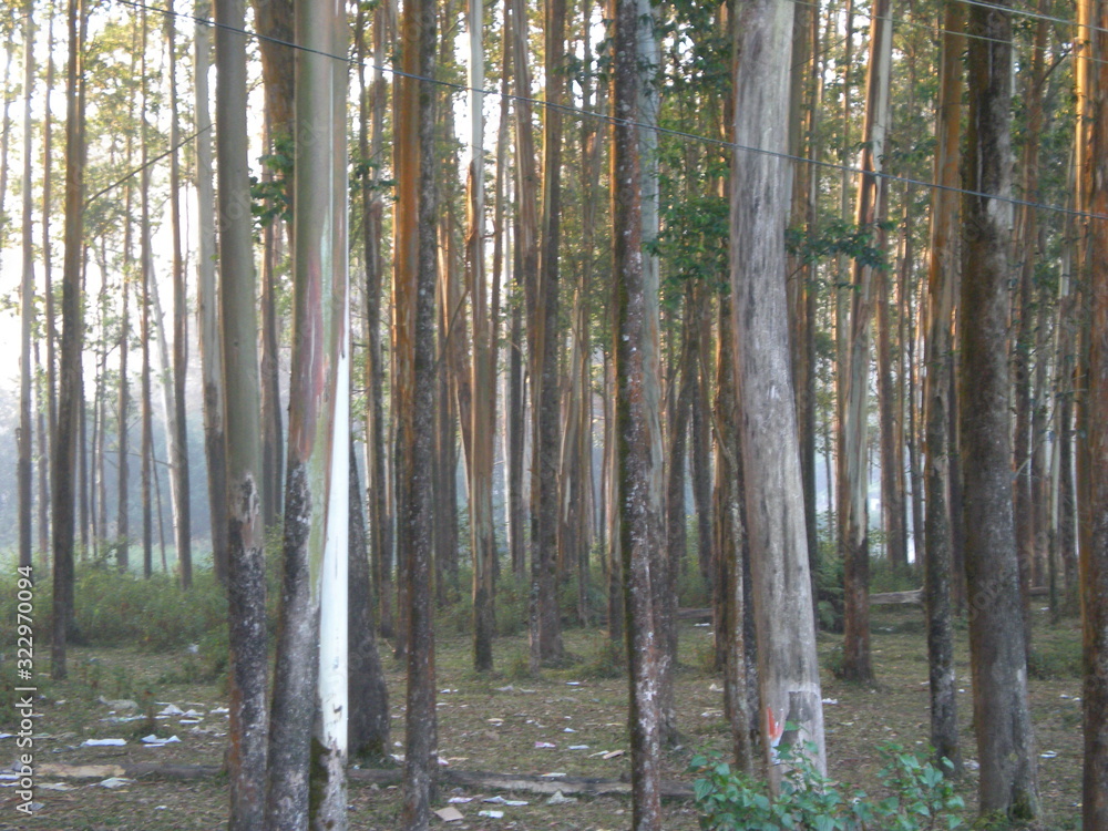 Obraz premium morning in the forest