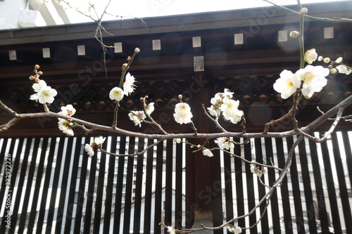 Plum Blossom Japan