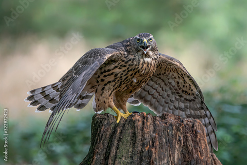 Screaming juvenile Northern Goshawk juvenile (Accipiter gentilis) on a branch in the forest of Noord Brabant in the Netherlands. Looking into the camera.