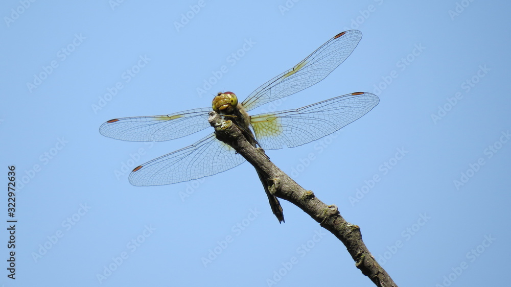 dragonfly against the sky