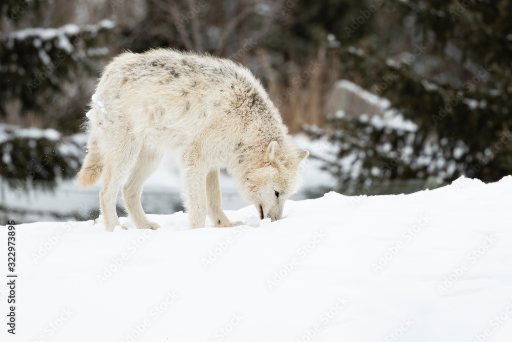 Fototapeta premium Photo of Arctic Wolf