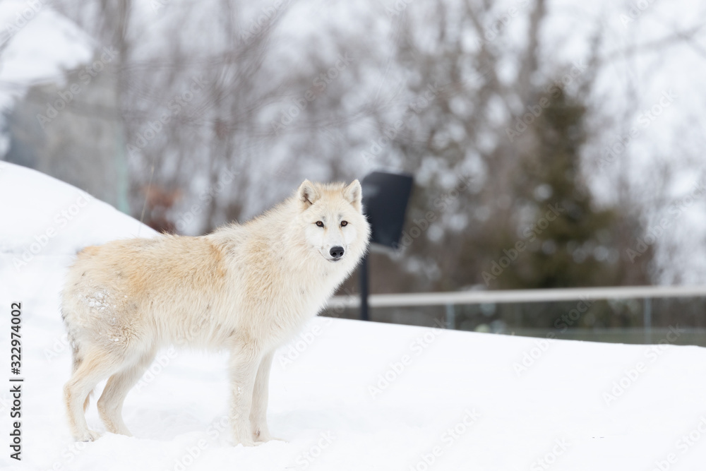 Photo of Arctic Wolf