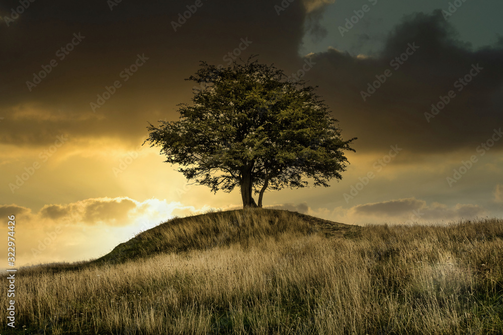 Lonely tree in the sunset