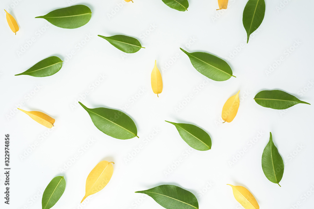 green and yellow leaves isolated on a white background. the spring theme. composition top view, layout . flat lay