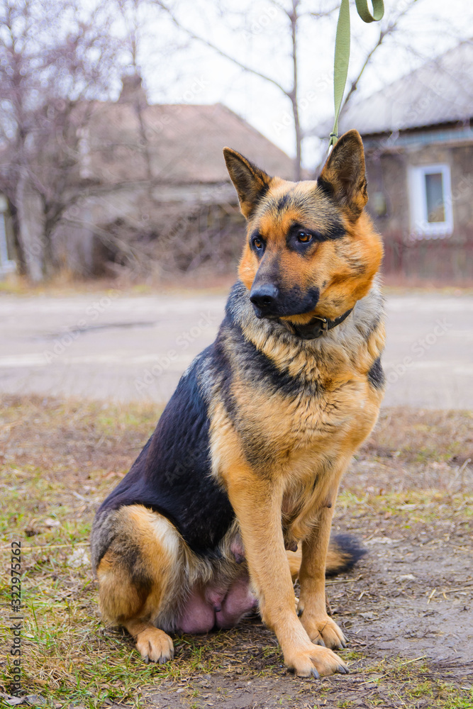 Funny portrait of a cute girl shepherd. The new beloved family member the dog barks at home and waits Funny portrait of a cute girl shepherd. The new beloved family member the dog barks at home and waits