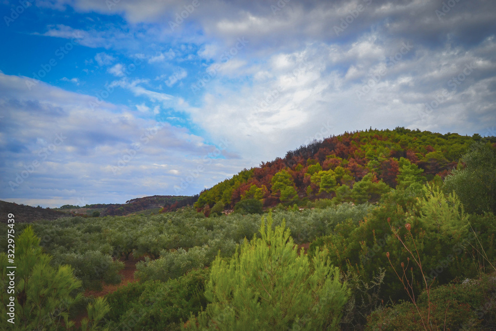 Landscape photography of forest in Zakynthos, Greece