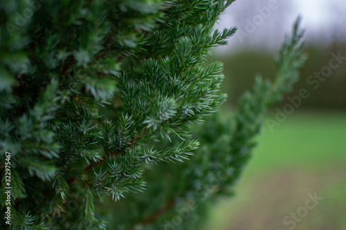 Captured needles bush - juniper in the garden with light bakcground photo