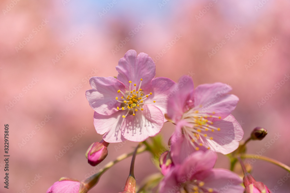 Close up sakura cherry blossom flower with pink blur background Close up sakura cherry blossom flower with pink blur background