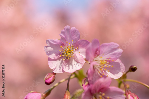 Close up sakura cherry blossom flower with pink blur background