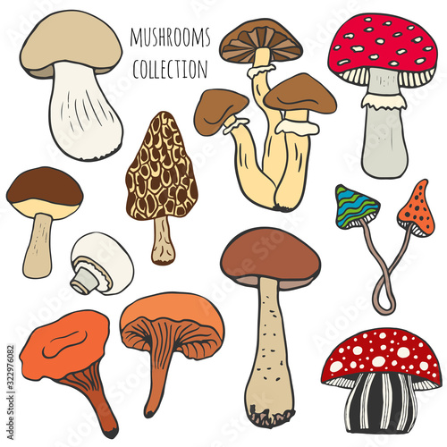 Hand drawn mushrooms collection in color. Edible and fungus mushrooms doodle  skethes vector set