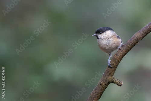 Willow Tit (Poecile montanus) on a branch in the forest of Noord Brabant in the Netherlands. copy space.