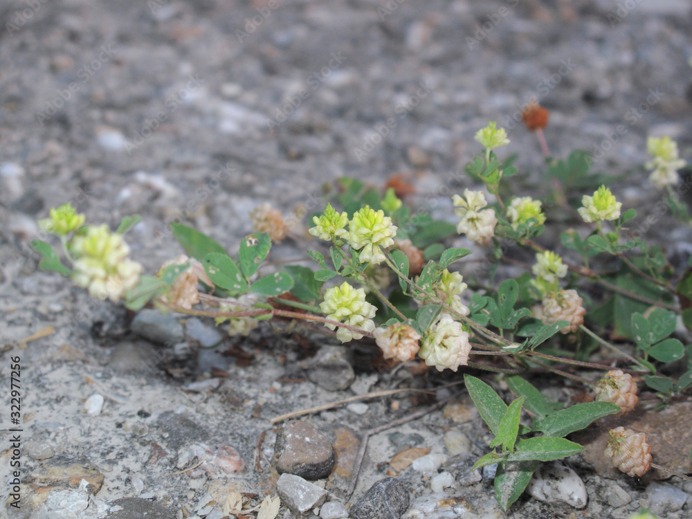 Trifolium campestre Trifolium campestre