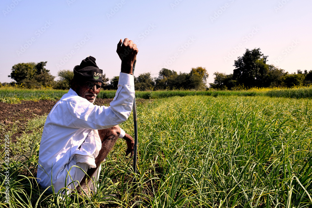 Elderly Indian farmer inspecting his garlic field. Greenery of Indian farms. spring crop Elderly Indian farmer inspecting his garlic field. Greenery of Indian farms. spring crop