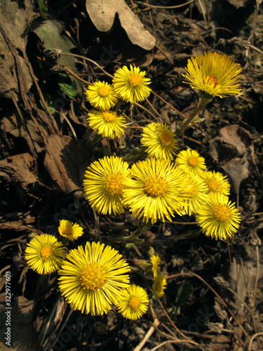 Tussilago farfara photo