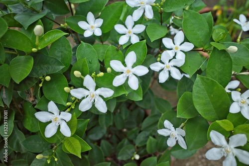 Arctic snow, winter cherry tree, milky way, snowflake flower, Pudpitchaya, Sweet Indrajao, Hyamaraca coral swirl, tellicherry bark (Wrightia antidysenterica) is ornamental flowering plant in garden