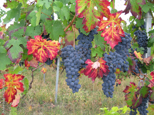 Vitis vinifera