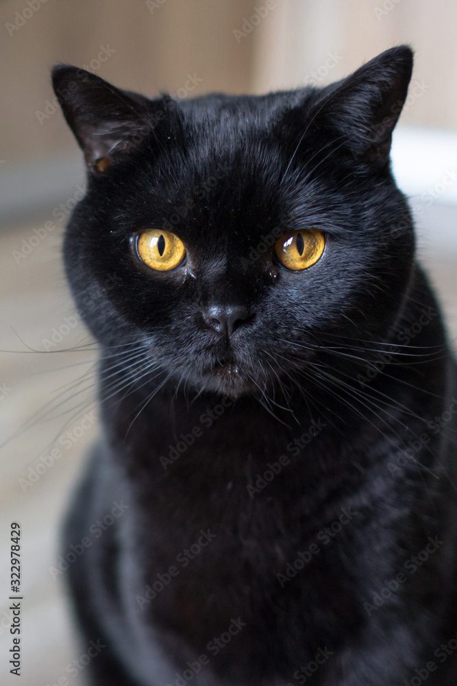Black cat. The breed is Scottish straight. Cat pupils. Amber eyes. Animal protection. Symbol of misfortune. Friday the 13th. Bad omen. Thoroughbred pet. Friend of human. Shiny black coat.