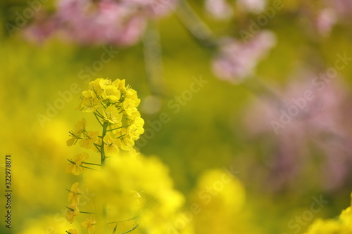 菜の花