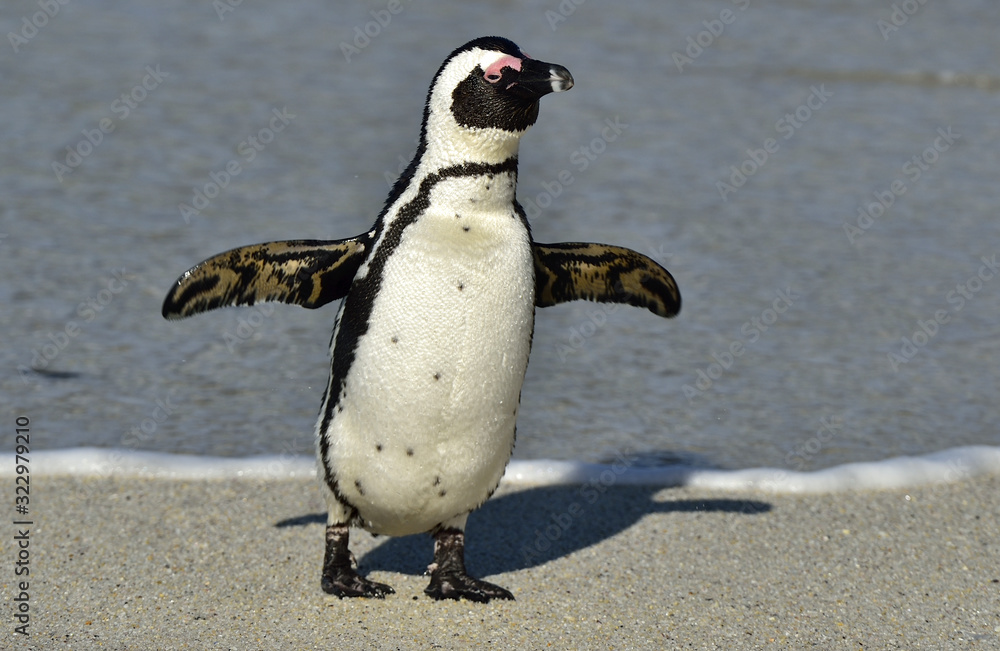 Fototapeta premium African penguins walk out of the ocean on the sandy beach. African penguin ( Spheniscus demersus) also known as the jackass penguin and black-footed penguin. Boulders colony. Cape Town. South Africa