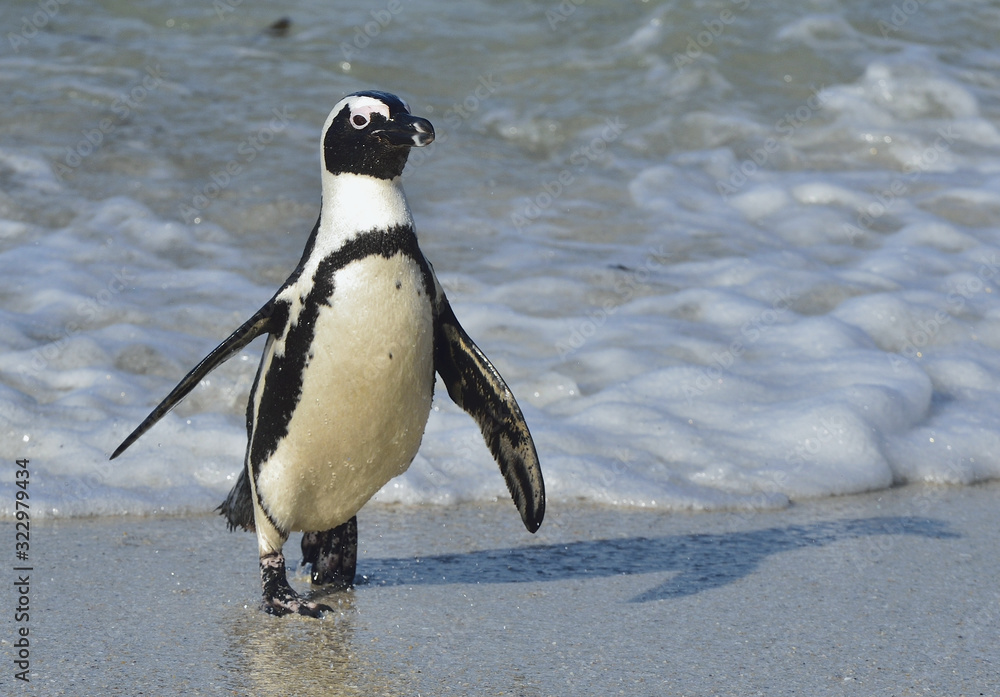 Naklejka premium African penguins walk out of the ocean on the sandy beach. African penguin ( Spheniscus demersus) also known as the jackass penguin and black-footed penguin. Boulders colony. Cape Town. South Africa