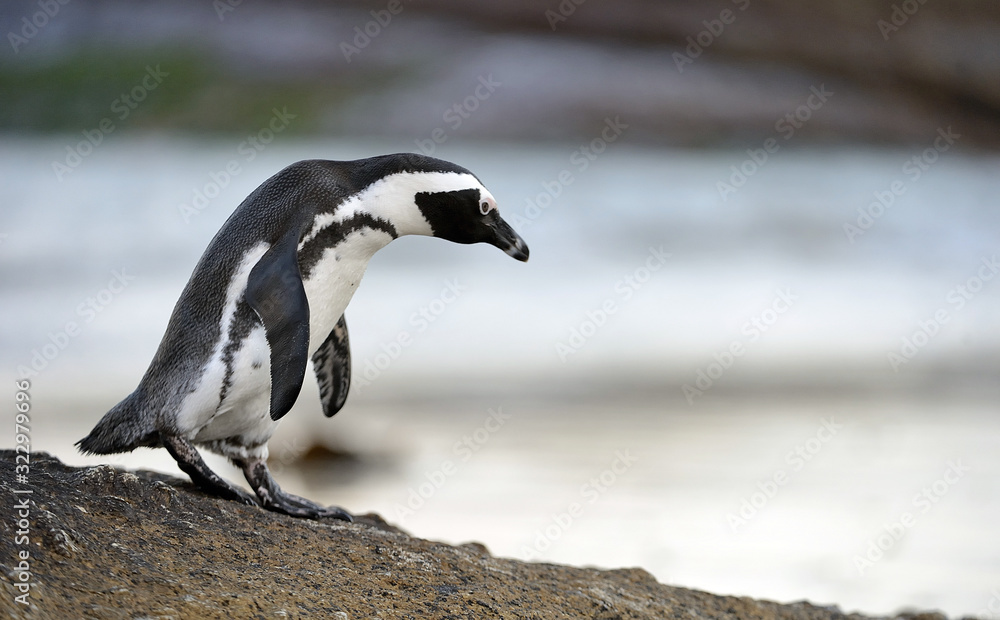 Fototapeta premium African penguin walk out of the ocean on the stony coast. African penguin ( Spheniscus demersus) also known as the jackass penguin and black-footed penguin. Boulders colony. Cape Town. South Africa
