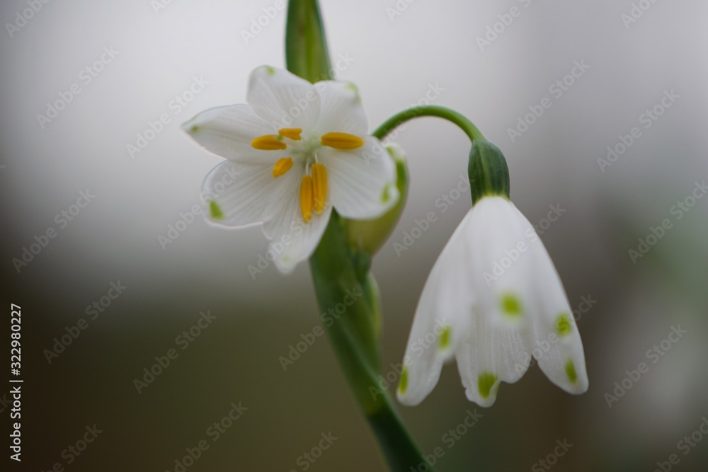 Obraz premium Snowdrops in the wind