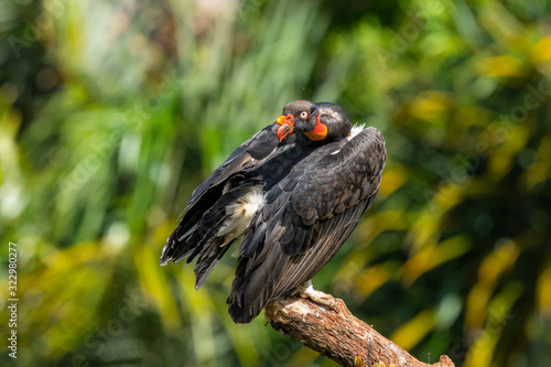 King vulture  Sarcoramphus papa  large bird found in Central and South America. Flying bird  forest in the background. Wildlife scene from tropic nature. Red head bird. Condor with open wing  Panama