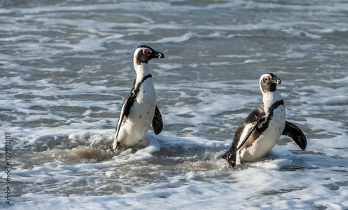 African penguin walk out of the ocean in the foam of the surf. African penguin ( Spheniscus demersus) also known as the jackass penguin and black-footed penguin. Boulders colony. South Africa