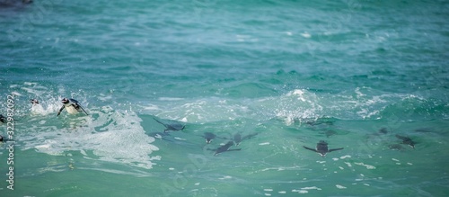 African penguins swim in the blue water of the ocean and foam of the surf.African penguin (Spheniscus demersus) also known as the jackass penguin and black-footed penguin.Boulders colony. South Africa © Uryadnikov Sergey