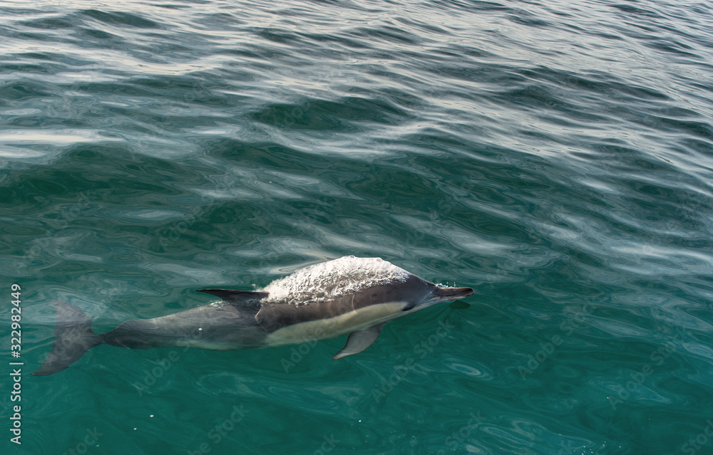 Fototapeta premium swimming dolphin in the ocean and hunting for fish. Dolphin jumping out of the water. The Long-beaked common dolphin (scientific name: Delphinus capensis) swimming in atlantic ocean.