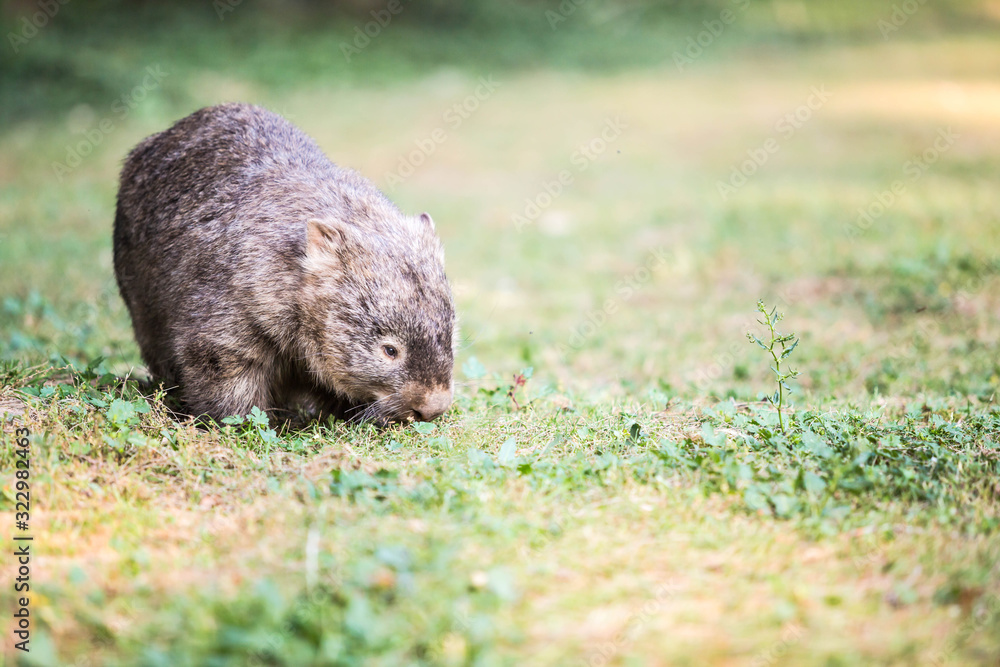 wilder Wombat in Australien wilder Wombat in Australien