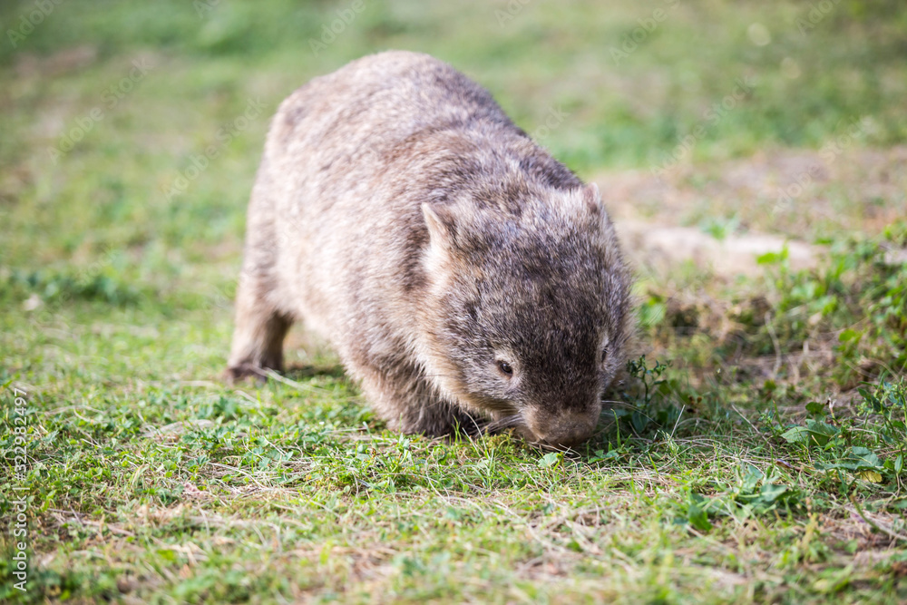 wilder Wombat in Australien (Wilsons Promontory Nationalpark)